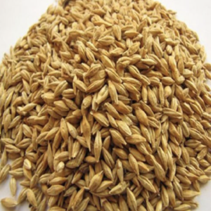 Barley
