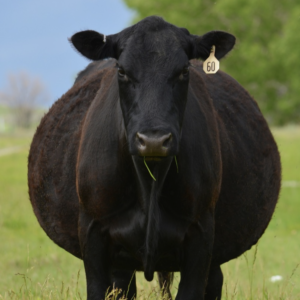 Black Agnus Cattle