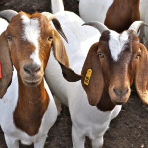Boer Goat