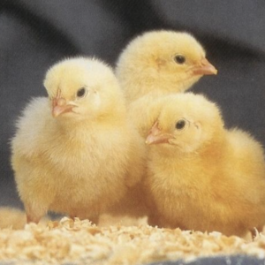 Broiler Chicks