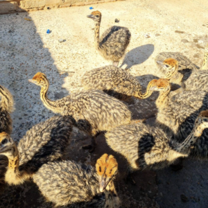 Common Ostrich Chicks