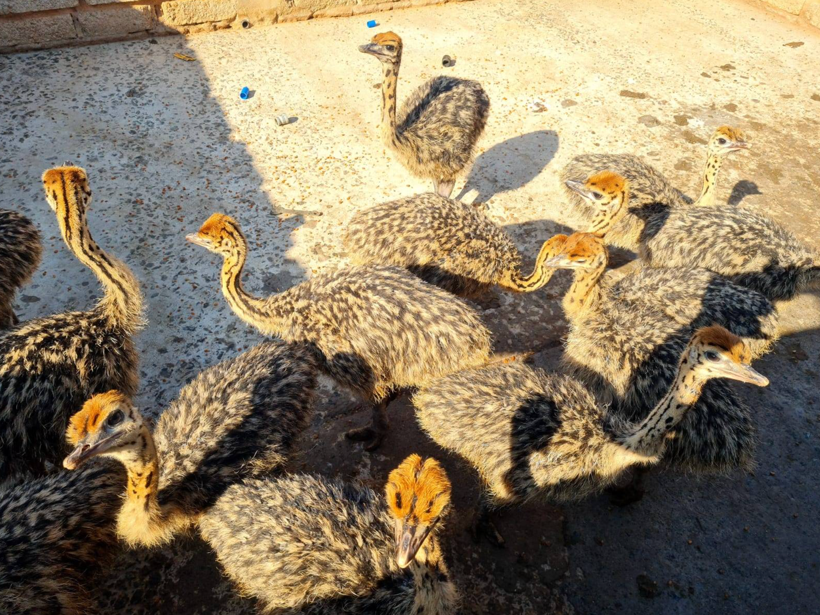Common Ostrich Chicks