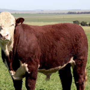 Hereford Cattle