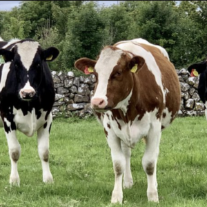 Holstein Freisan Cattle