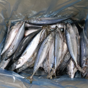 Pacific Mackerel
