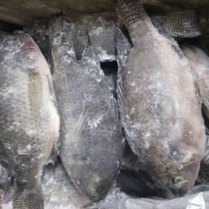 Tilapia Fish