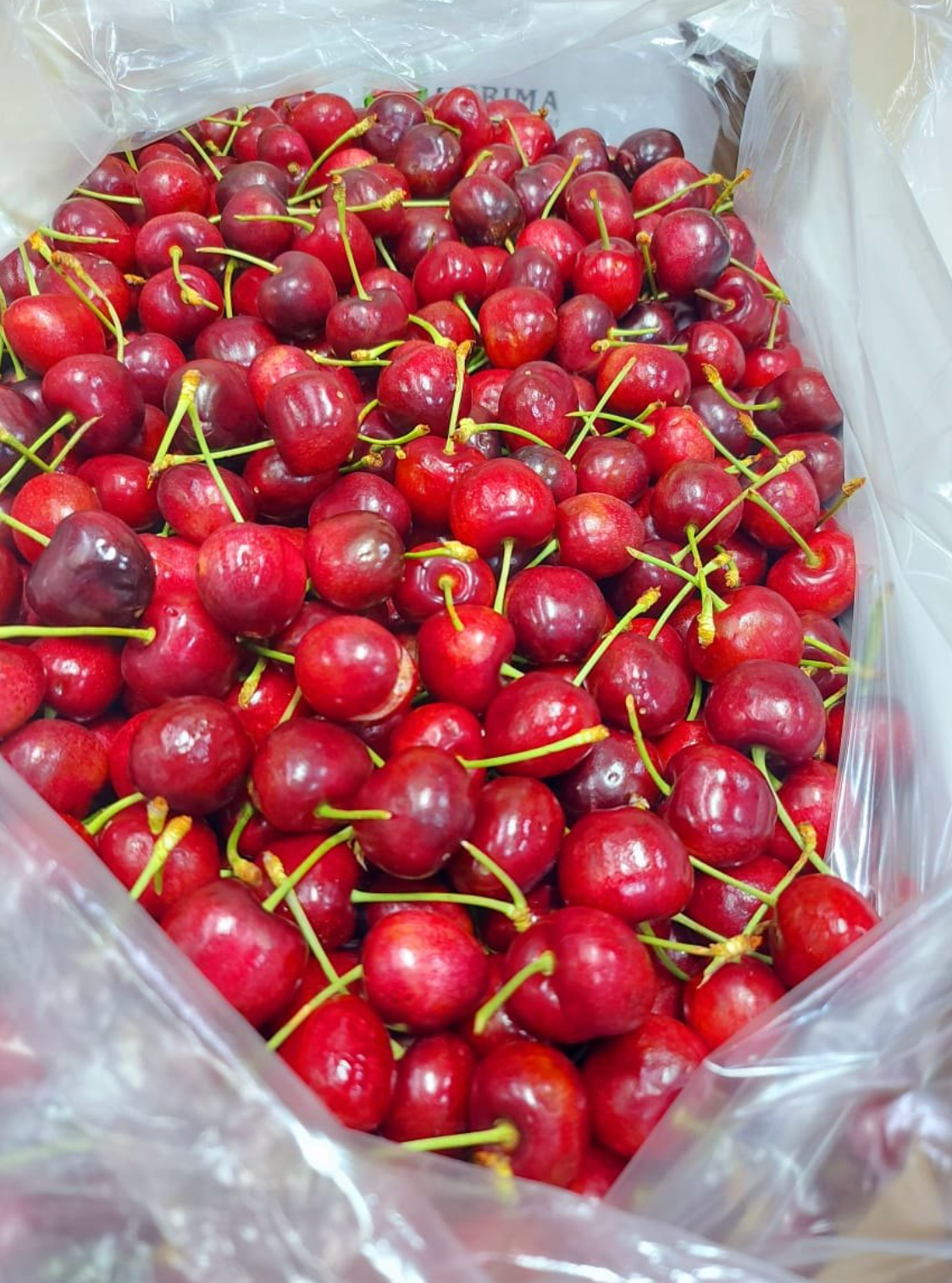 Red Cherry Fruit