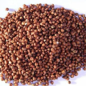 Sorghum