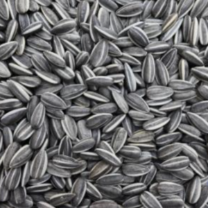 Sunflower Seed