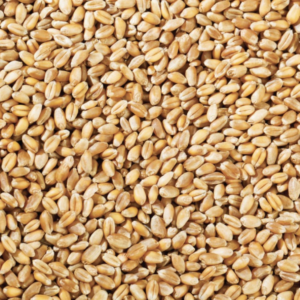 Wheat Grain